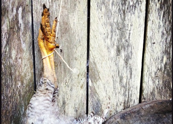 Charcoal, chickens and a conservation conundrum in Peru