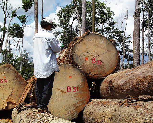 LO MEJOR DEL 2013: La pregunta del millón: ¿Está funcionando la certificación forestal?