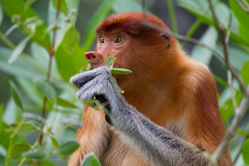 proboscis monkey, biodiversity, kalimantan, borneo