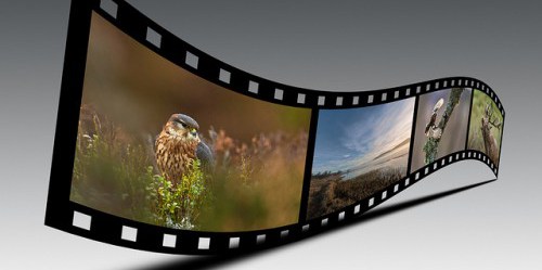 Should the media pay for wildlife conservation?