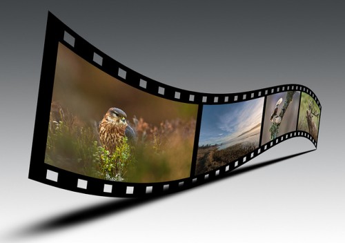 Haruskah media membayar untuk konservasi alam liar?