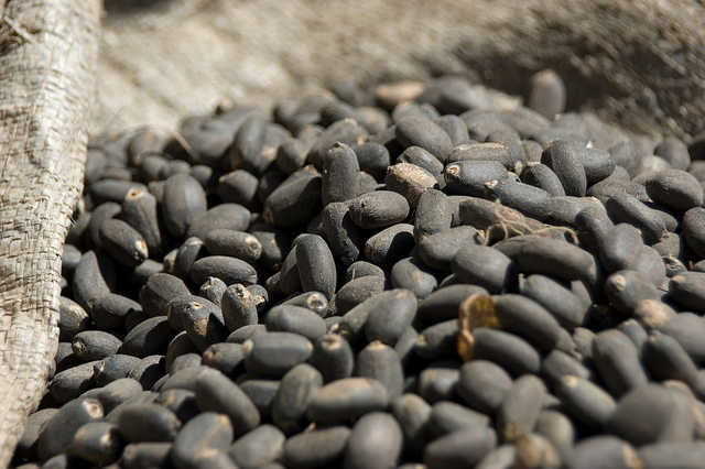 Biofuels and forests: Revisiting the debate