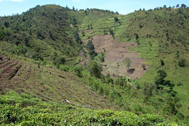 Causes of deforestation getting lost in REDD+ rhetoric – analysis