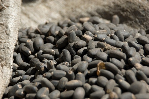 Biofuel dan hutan: meninjau kembali perdebatan