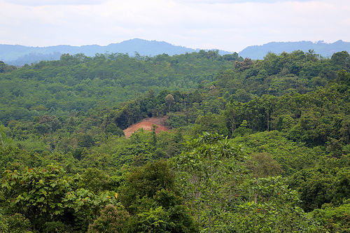 Mengapa upaya terisolasi saat sekuritisasi melalui DA-REDD+ tidak memadai