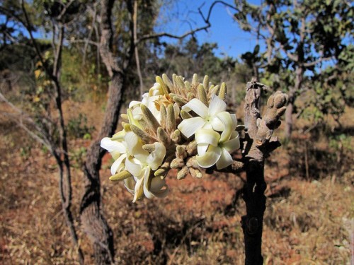 O Cerrado possui parte da mais rica diversidade de espécies vegetais das savanas do mundo. Mauricio Mercadante