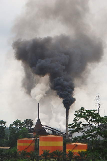 The IPCC report: What does it mean for the world’s forests?