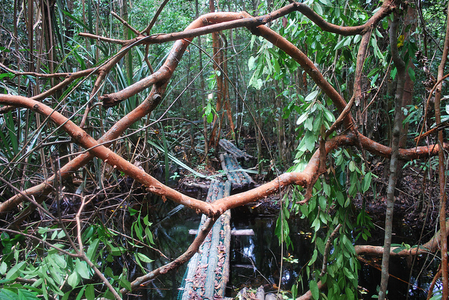 Monitoring of carbon-rich wetlands a focus at U.N. climate talks