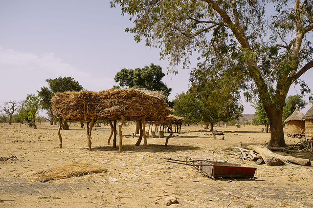Adaptation leader: Bruno Locatelli on the importance of climate adaptation finance for forests