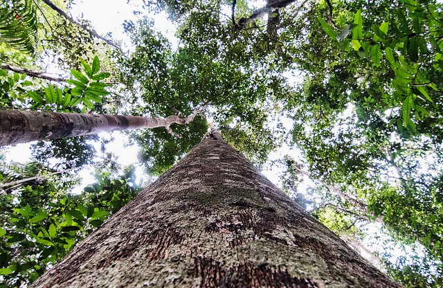 Moving past tree planting, expanding our definition of forests and restoration