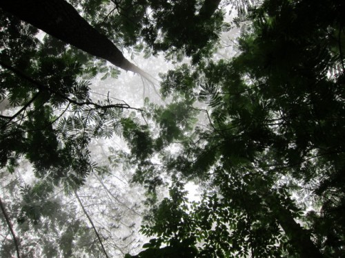 Para ilmuwan telah mengidentifikasi empat jenis pilihan kebijakan, termasuk pencocokannya di dalam peringkat transisi hutan berdasarkan efektivitas kemungkinan kebijakan untuk setiap tahap. CIFOR / Julie Mollins