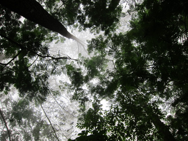 Le couvert forestier peut orienter des politiques de développement REDD+ efficaces