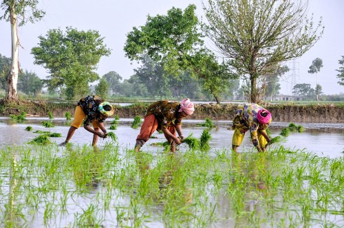 Pakistan Rice Production Rice-farming-in-Pakistan-Faseeh-Shams-IWMI-500x332 - Landscape Alliance ...