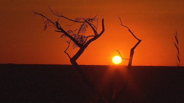 Between the Amazon and the Atlantic: Brazil’s threatened savannas