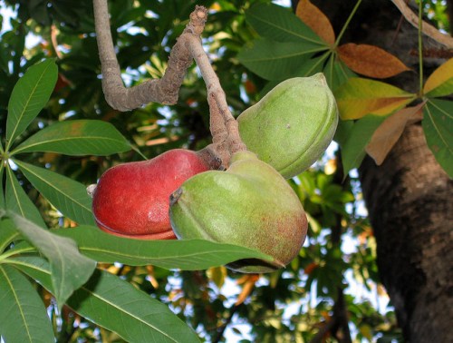L’économie verte révèlerait toute la valeur des forêts