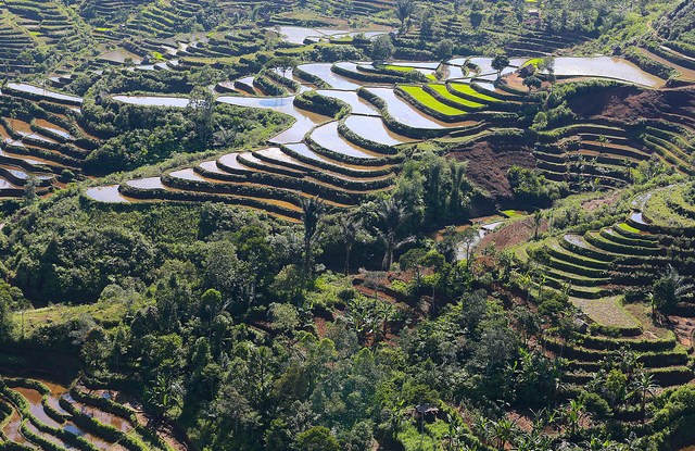 COP22 Special: What does the landscape approach look like in practice?