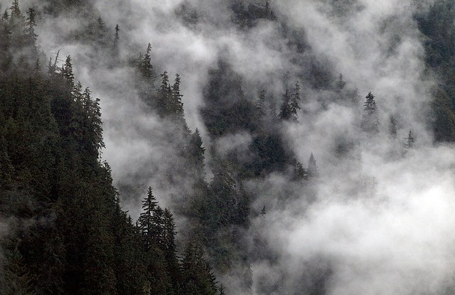 BEST OF 2013: Forests as rainmakers