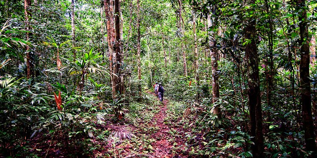 Degradation: When is a forest no longer a forest?