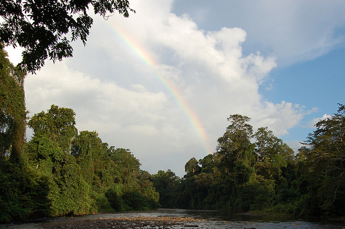 Degradasi: Saat hutan tak lagi berupa hutan?