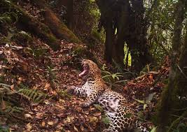 BEST OF 2013: Javan leopards on camera