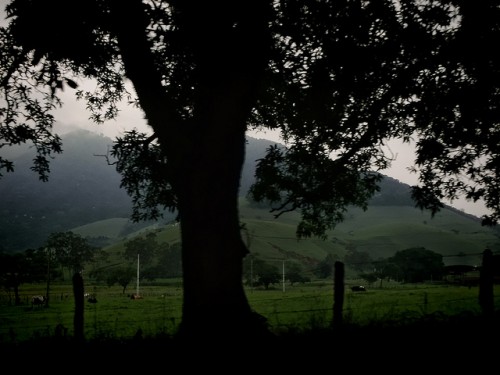 Muchos países con bosques experimentan presiones similares a las que se enfrentó la región de Mato Grosso, pero simplemente no cuentan con sistemas de gobernanza para lograr el mismo éxito”, dijo Ruth DeFries, científica del Instituto de la Tierra de la Universidad de Columbia, en Nueva York. Fotografía de Filipe Fonseca