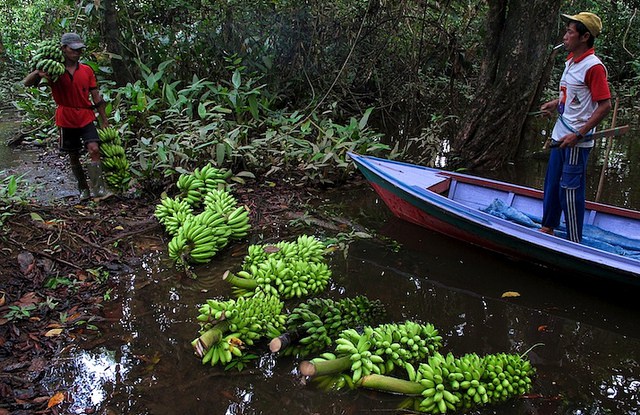 Report: Cultural constraints, dearth of data limit forests’ role in food security