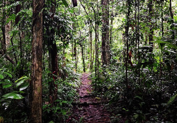 Despite enthusiasm for REDD+, deforestation in Peru continues