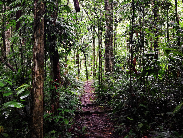 A pesar del entusiasmo por REDD+, la deforestación en Perú continúa