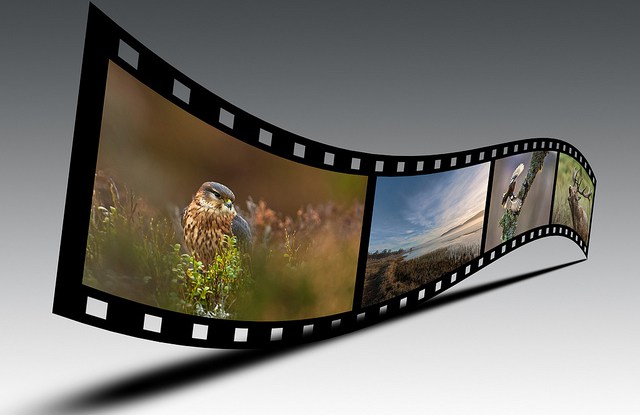 BEST OF 2013, POLEX: Should the media pay for wildlife conservation?