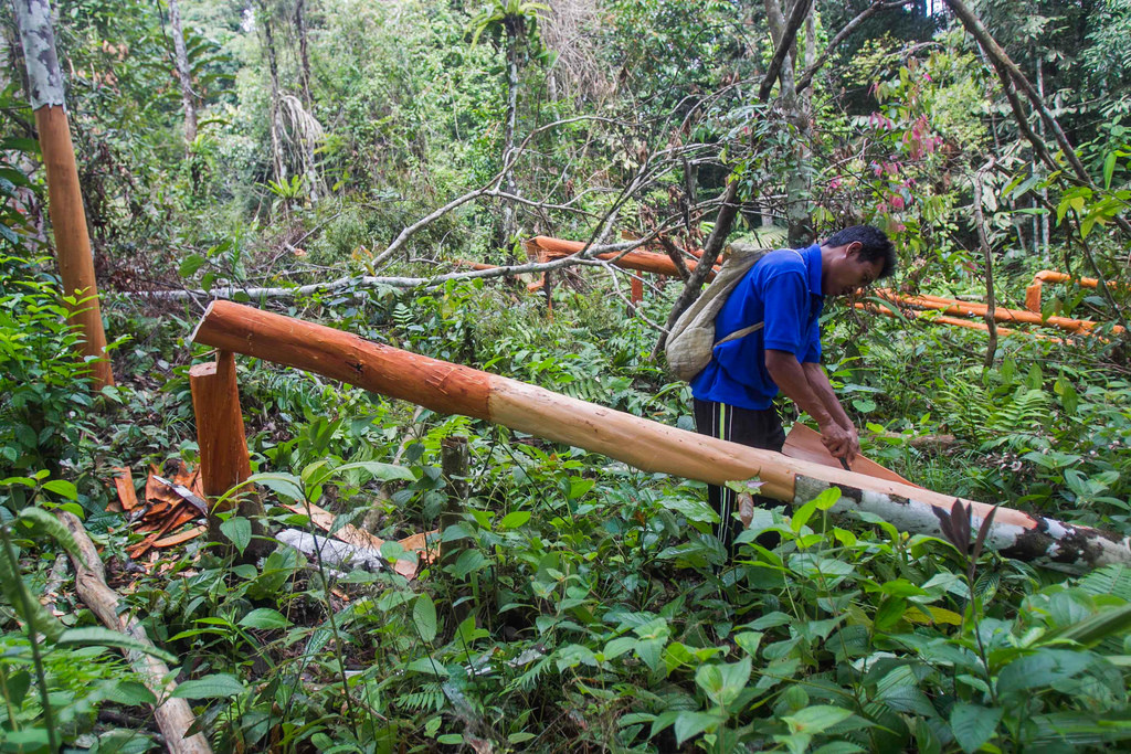 CIFOR in The Guardian: Don’t leave forests out of the Sustainable Development Goals