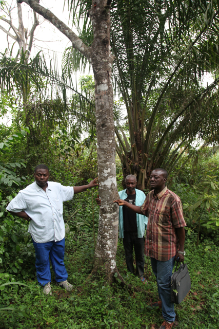 FORESTS NEWS UPDATE: Prostates, Prunus and policy: A remarkable tree, a contested study, and tough choices ahead