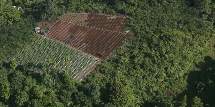 Seeking ‘gray literature’ on contribution of forest ecosystem services to food production