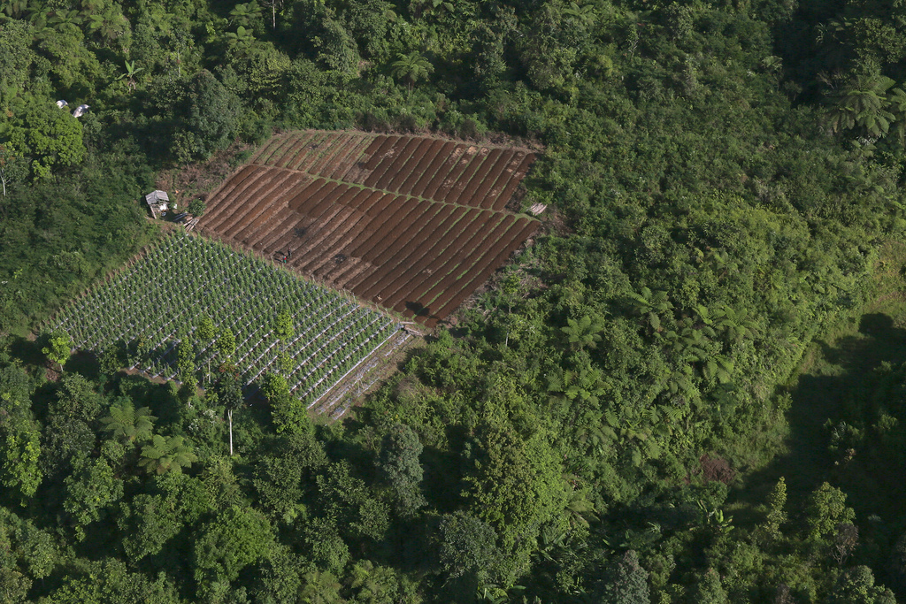 En busca de ‘literatura’ sobre la contribución de los bosques en la producción de alimentos