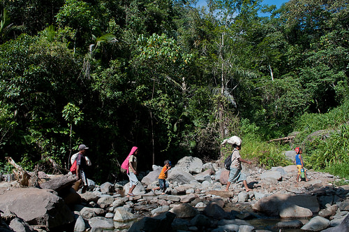 Riset temukan kaitan antara tutupan pohon dan nutrisi pada anak-anak
