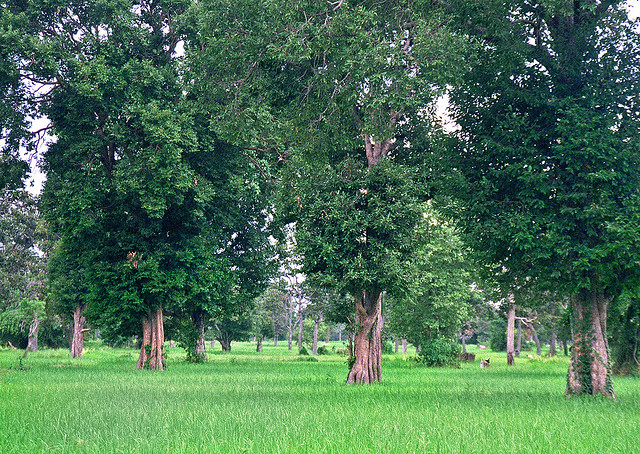 Evaluasi Dampak: Menuju struktur pembuktian konservasi hutan yang efektif