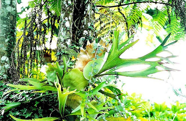 Conservation incentive program shows economic, environmental payoffs in Brazil