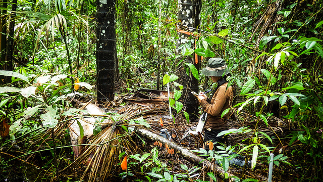 Rayo láser apunta a las reservas de carbono