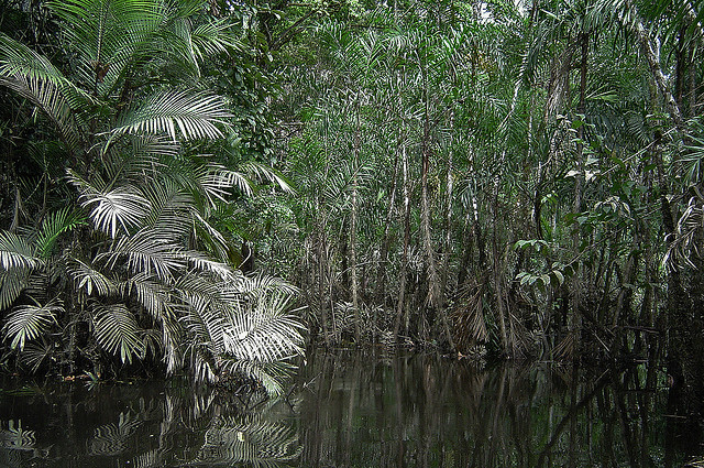 Study to measure carbon in Peru’s peatlands