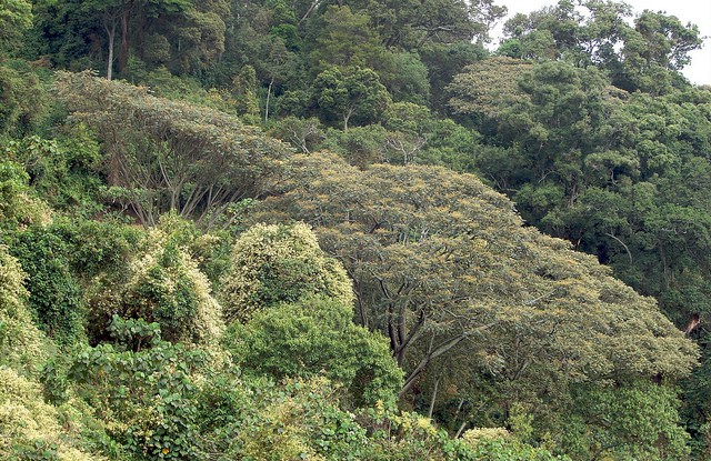 Equity remains low on the REDD+ policy agenda