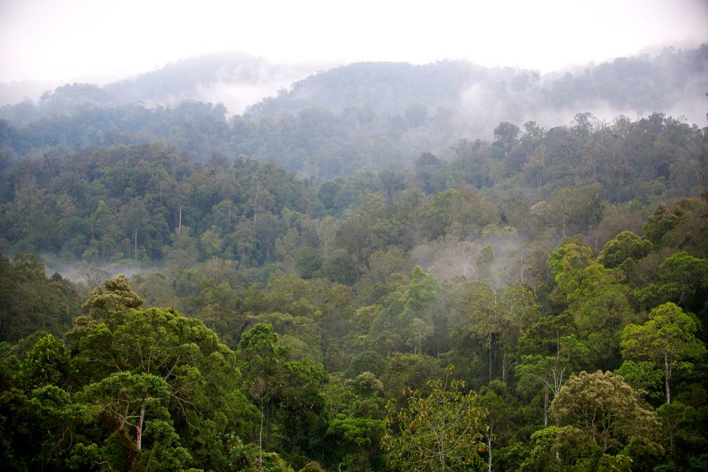 Évaluations d’impacts: prouver l’efficacité de la conservation des forêts