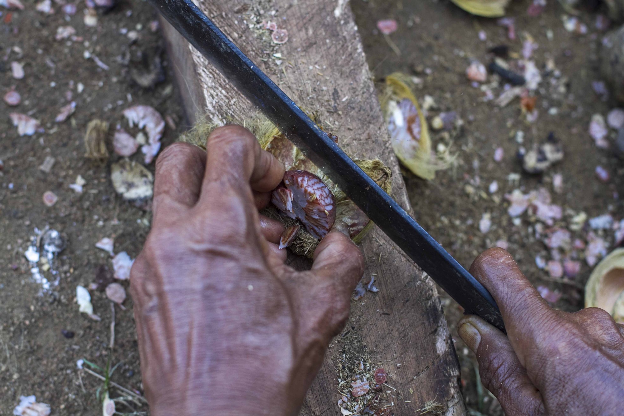 Studi hutan global dan mata pencaharian menantang anggapan umum