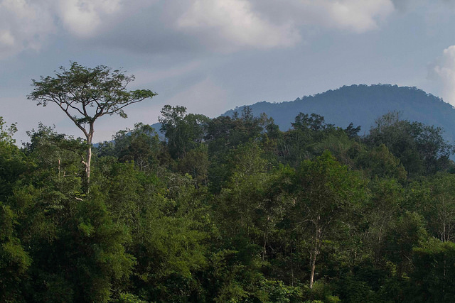 Estudio global cuestiona el papel fundamental de los bosques como redes de seguridad
