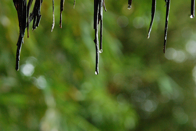 Laporan: Hutan bisa berperan membantu menciptakan curah hujan