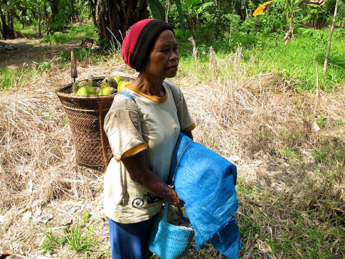 Ressources alimentaires des forêts et qualité de l’alimentation