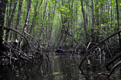 Mangroves: les experts poussent pour la restauration et la régénération des côtes biologiques