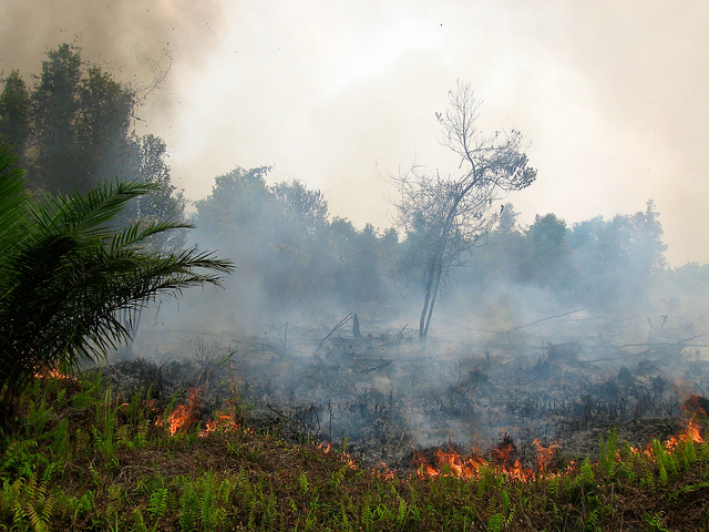 Peatland fire policy: From past to present