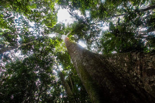To curb Indonesian deforestation, public pressure required, research suggests