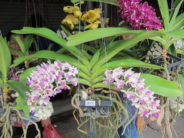 Seeking solutions in the wildlife farming debate