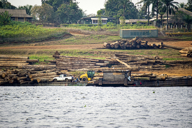 Un scientifique préconise des réponses politiques au commerce du bois entre l’Afrique et la Chine