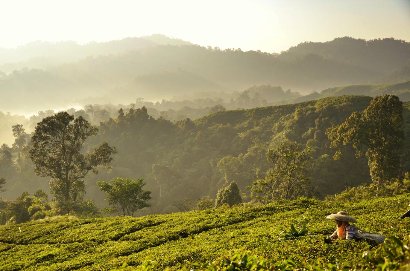 Penelitian menjajaki peran petani kecil bagi konservasi pohon